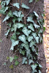 Parcul Herastrau (Herastrau Park)