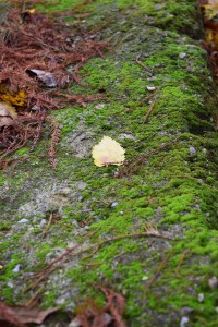 Parcul Herastrau (Herastrau Park)