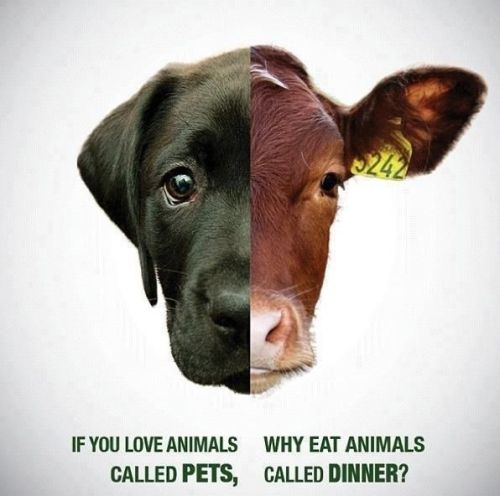 don't eat meat