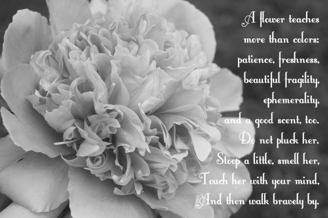 black and white flower poem