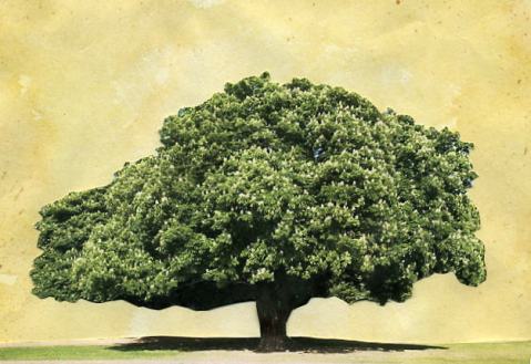 Painting of an old chestnut tree