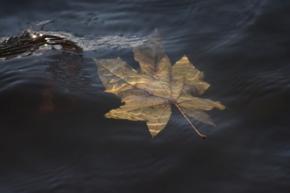 water leaf underwater autumnn yellow fall