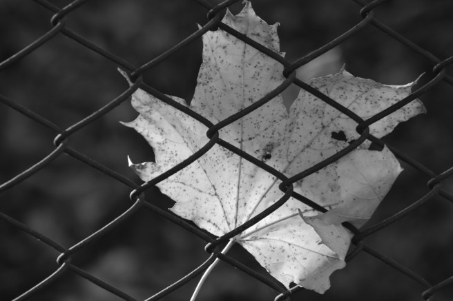 leaf black and white