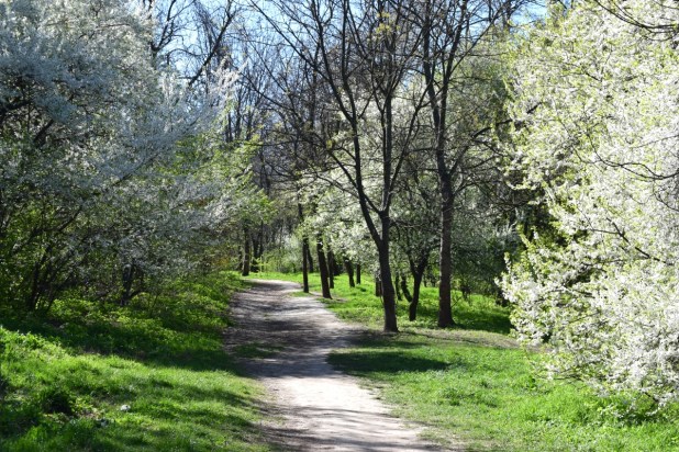 walking path spring green bucharest herastrau