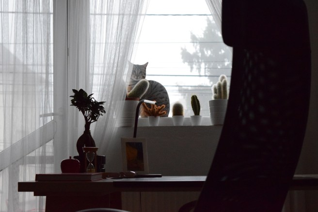 Cat at the window on the windowsill photography