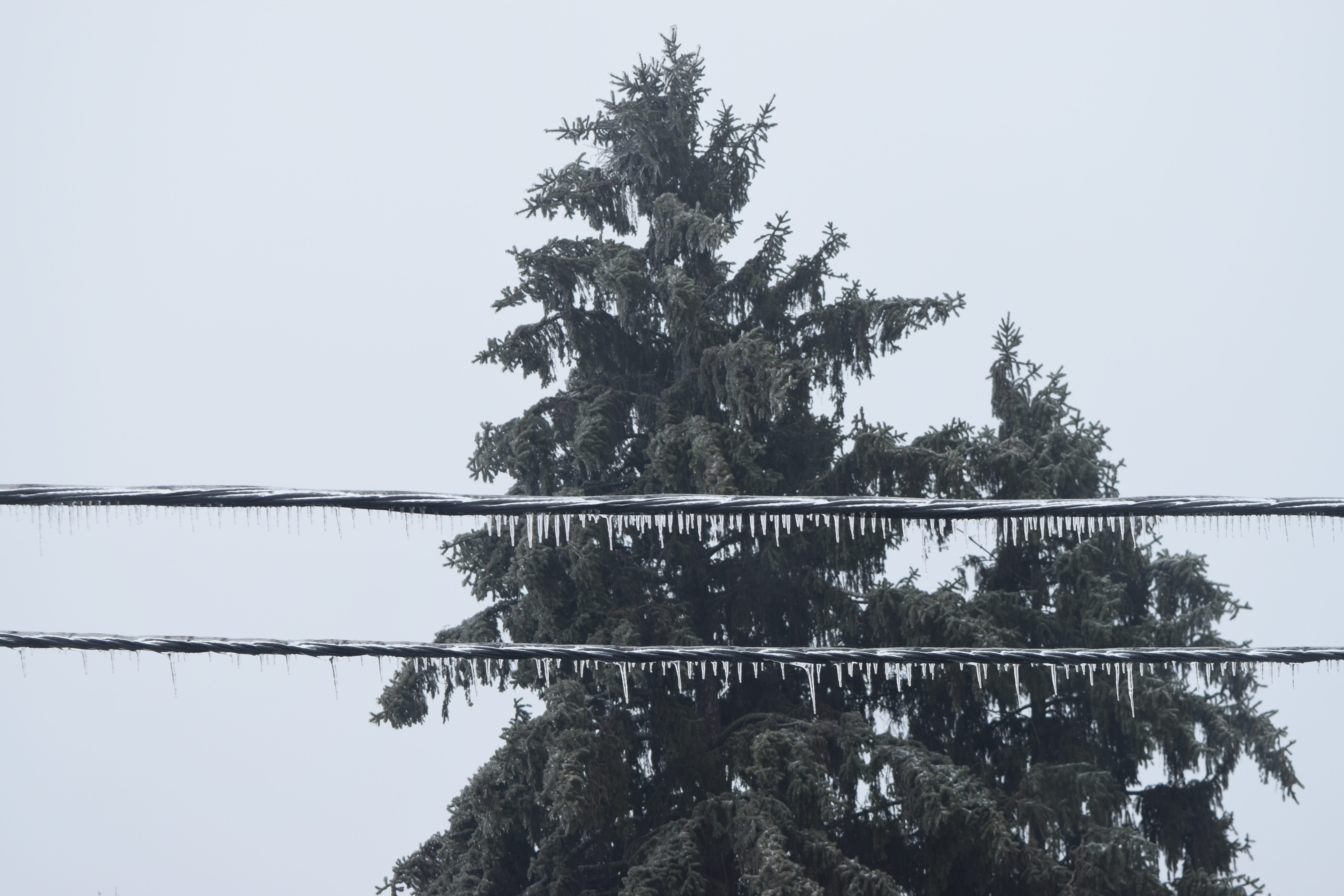 frozen firs - view from the window
