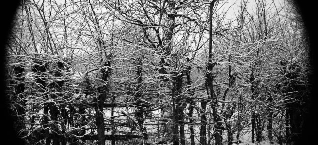 wall of bare trees, branches, and twitchs in winter landscape