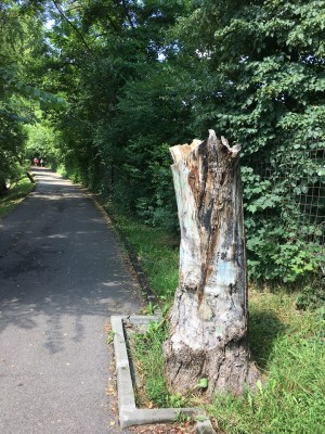 Tree trunk cut on park alley