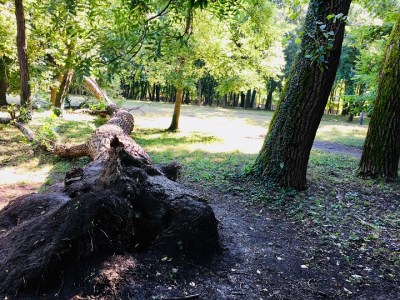 Fallen old tree in park