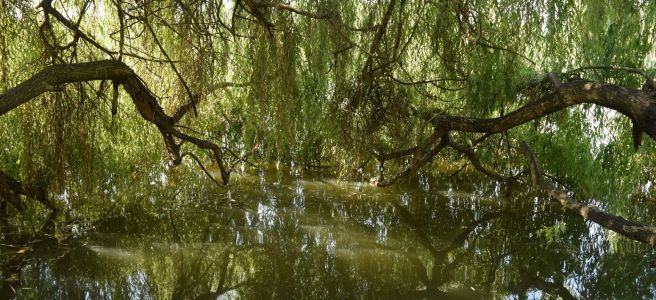 willow bower water reflections