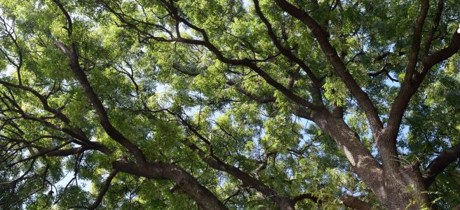 Old trees seen from below