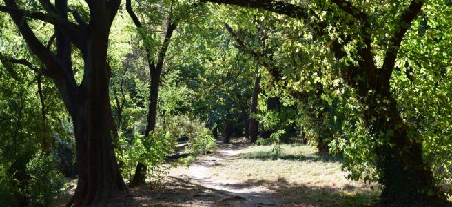 path between trees herastrau park