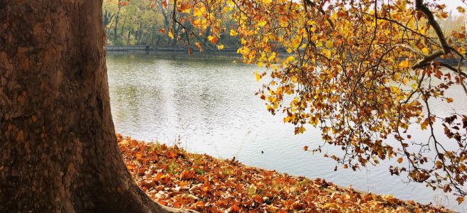 Trunk of tree with russet leaves on ground and branches