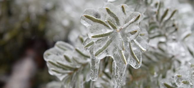 hoarfrost on evergreen tree